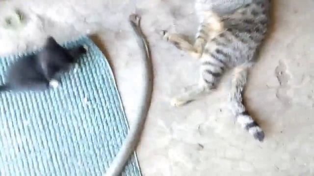 Мурка охотник смотреть онлайн