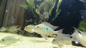 Геофагусы Красноголовые