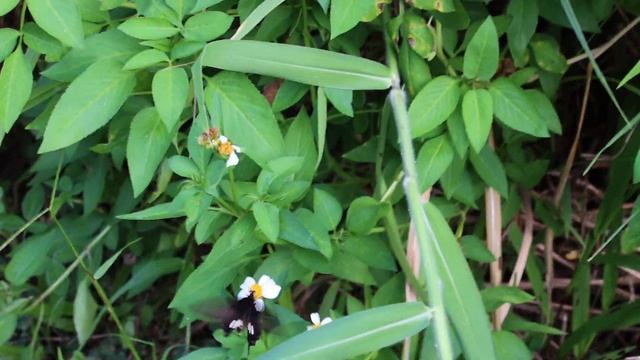 #Singapore Wildlife - Common Rose butterfly смотреть онлайн