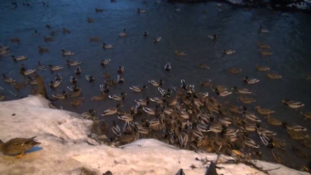 Братья авиамоделистов или дикие утки. смотреть онлайн