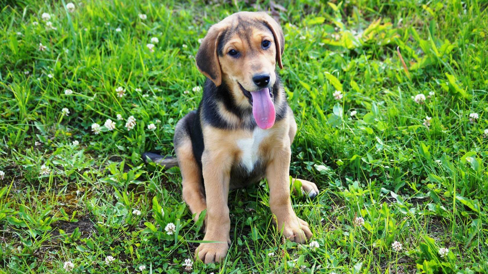 ПЕРВЫЙ РАЗ В ЛЕС ! Р.Г. Свирель 3, 5 мес . и Говоруша . вл. Шатров В.А.#охотасгончей#топ #hunting смотреть онлайн