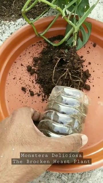 Monstera Deliciosa. The Brocken Heart Plant смотреть онлайн