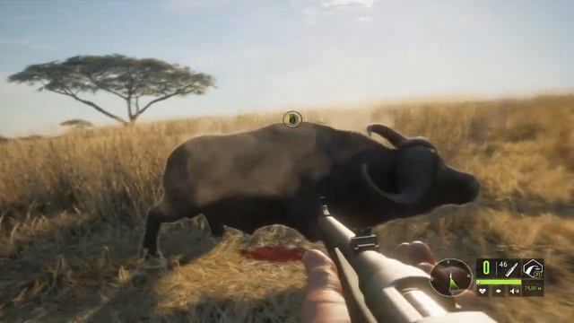 TheHunter Call of the Wild НАКОНЕЦ ТО БУЙВОЛЫ # 146 смотреть онлайн
