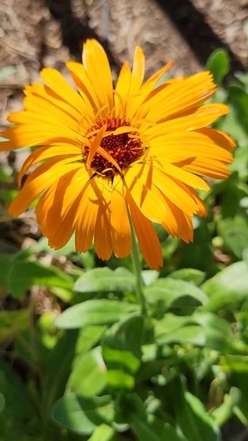 First calendula flower of the season! #flowergarden смотреть онлайн