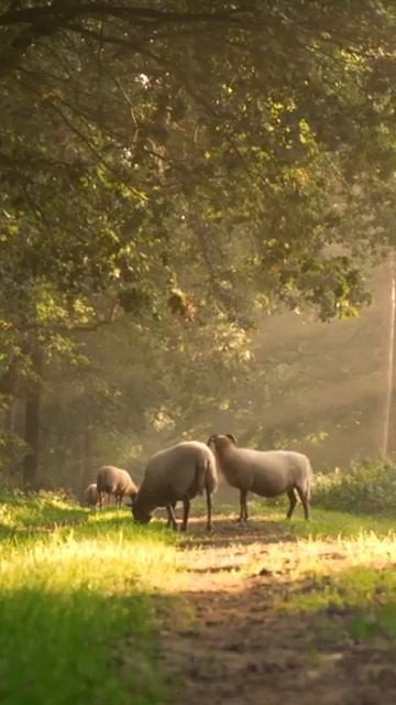 4289 1000947 mp3 смотреть онлайн