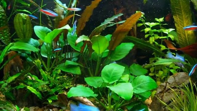 Paracheirodon innesi and Mikrogeophagus ramirezi смотреть онлайн