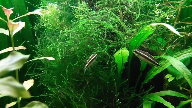 Kribs eating hair algae (cladophora) смотреть онлайн