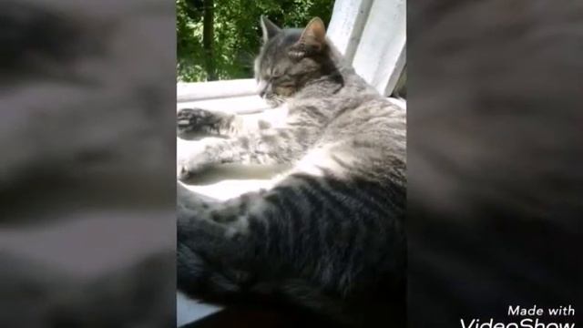 Это мой любимый кот смотреть онлайн