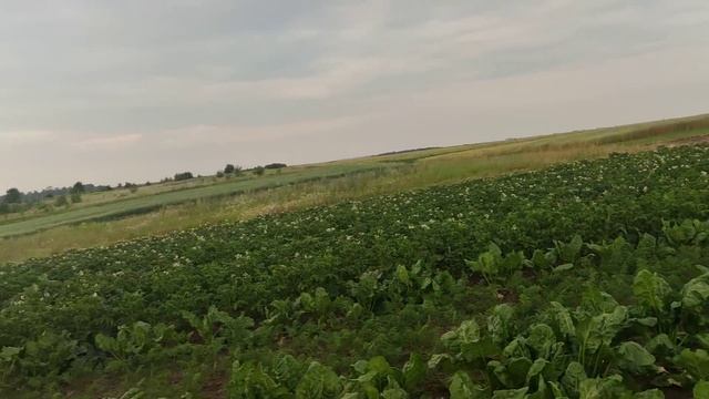 який зараз город і які вже буряки і гарбузи смотреть онлайн