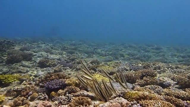 沖縄のヘコアユ смотреть онлайн