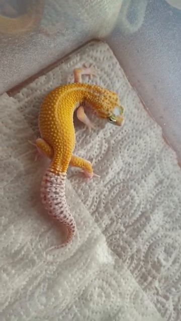 Wy ms eclipse смотреть онлайн