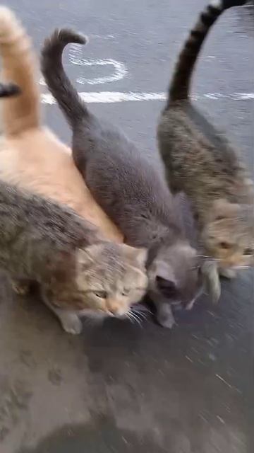 WhatsApp Video 2025-03-26 At 18.31.02
































котики