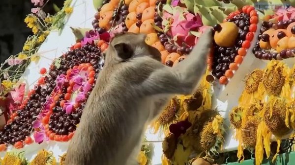 От ТРАДИЦИЙ Этого Племени МУРАШКИ По Коже! Топ 20