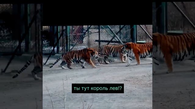 Тигр! #shorts #animals #hiphop #music смотреть онлайн