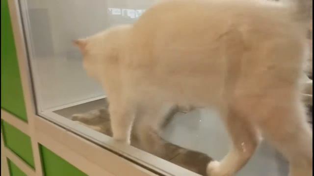 cat ashan aviapark смотреть онлайн