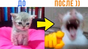 ПОЙМАВ ГРУСТНЯВКУ? ЗАХОДИ, ПОРЖЁМ ))) Приколы с котами | Мемозг 1580
