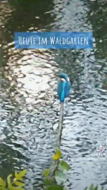 Eisvogel смотреть онлайн