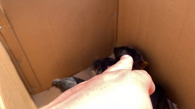 Тоок Базар!!!Чөжөлөр 50-сомдон!!!Кызыл-Кыя шаары.09.04.2023 смотреть онлайн