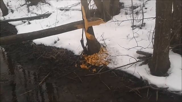 БОБРЫ... ПОМОЩНИК ИЛИ ВРАГ. смотреть онлайн