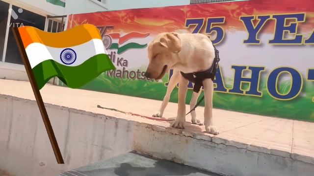 Newton Celebrates 75 Years of Indian Independence | Labrador Puppy смотреть онлайн