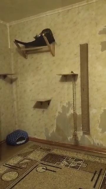 Котопес смотреть онлайн