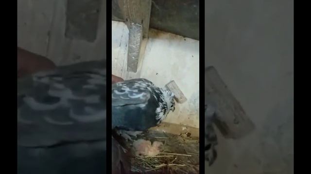Бойные голуби, разных мастей смотреть онлайн