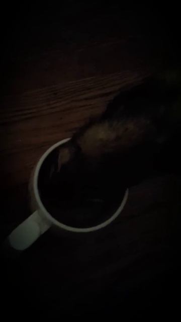 My ferret Bella loves tea смотреть онлайн