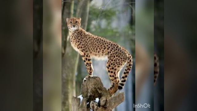 Гепард смотреть онлайн