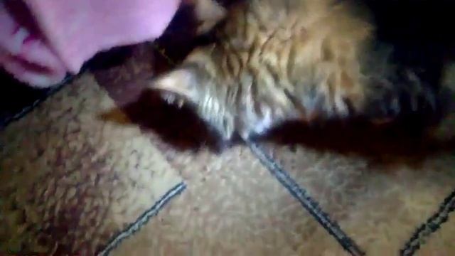 Кошка Маша есть консервированные персики смотреть онлайн