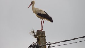 Почему аисты клацают.