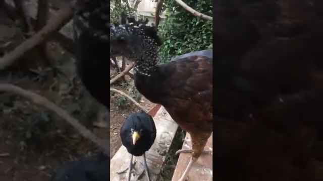 blyue eared and curassows смотреть онлайн