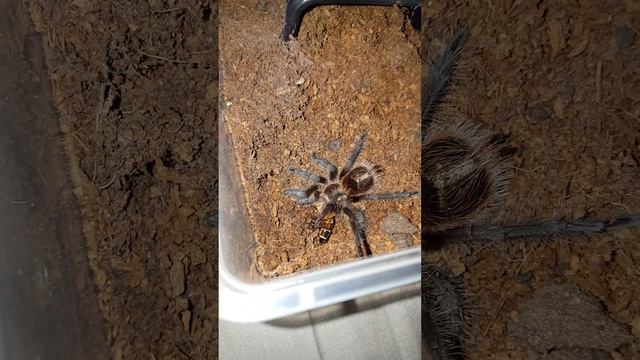 Female Grammostola Actaeon Feeding смотреть онлайн
