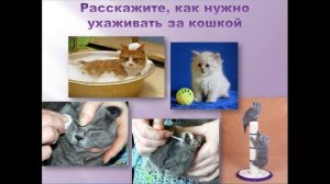 Почему мы любим кошек и собак