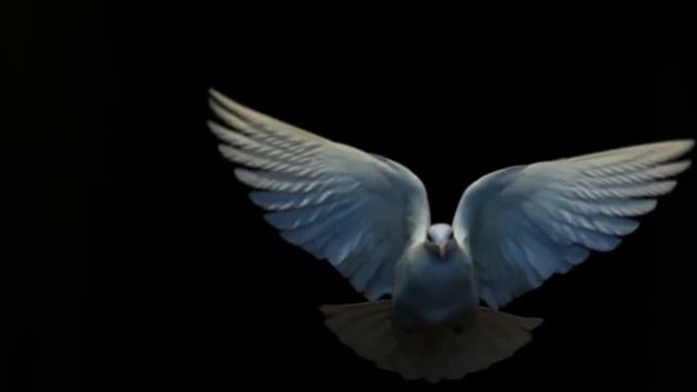 white dove 1 смотреть онлайн