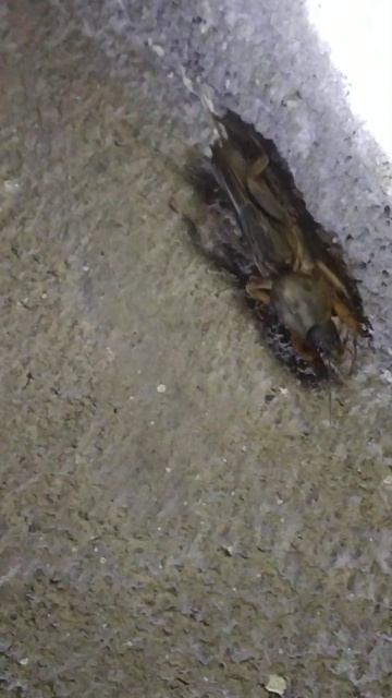 Gryllotalpa Mole Cricket смотреть онлайн