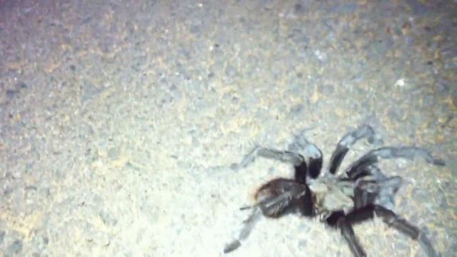 Tarantula on bike trail смотреть онлайн