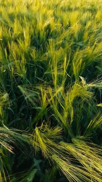 Ячмень Вакула/ смотреть онлайн