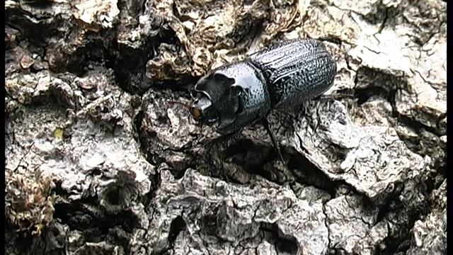 PV Sinodendron.avi смотреть онлайн