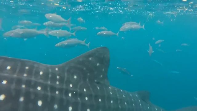 Oslob Whale shark adventure смотреть онлайн