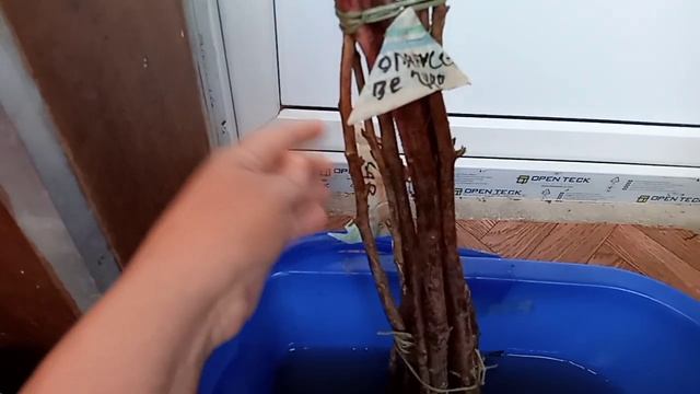 УДАЧНЫЕ ПОКУПКИ. ПОДАРКИ ОТ ПОДПИСЧИЦЫ смотреть онлайн