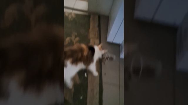 Интересно, а кошка сможет достать корм из баночки ? смотреть онлайн