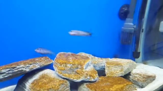 pseudotropheus elongatus mpanga females fightss смотреть онлайн