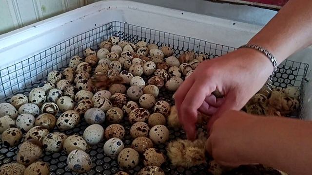 Народження перепілок - вирощування перепілок смотреть онлайн