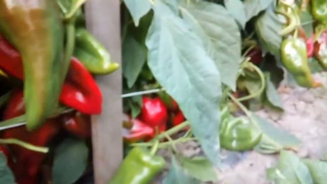 Kaptur f1 смотреть онлайн