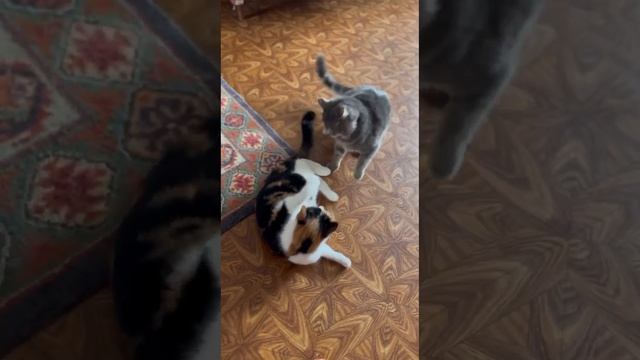 Кот : Бои без правил у нас! Кошка: А как я его хвостом по морде, а!?!! :) смотреть онлайн