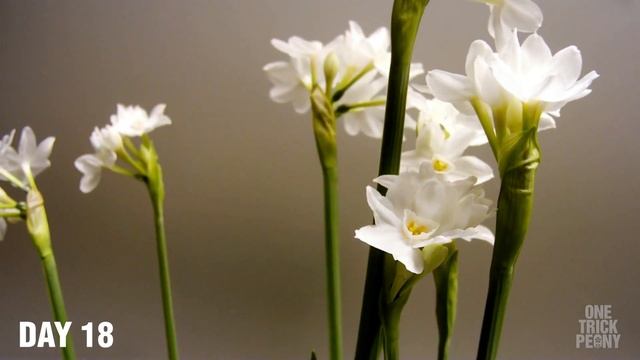 Narcissus Paperwhite Ziva (Time-Lapse) смотреть онлайн