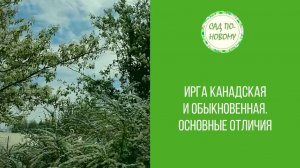 Ирга канадская и обыкновенная. Основные отличия.