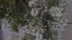 Не упустите Момент Цветения Белой Акации