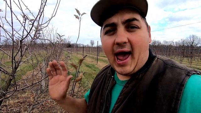Pruning Apple Tree In 5 Steps! смотреть онлайн