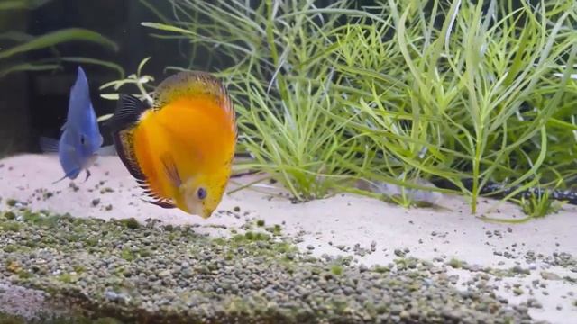 Reproduction Discus Red Cover & Pigeon Blood chez Discus Egg Fry Wriggler смотреть онлайн